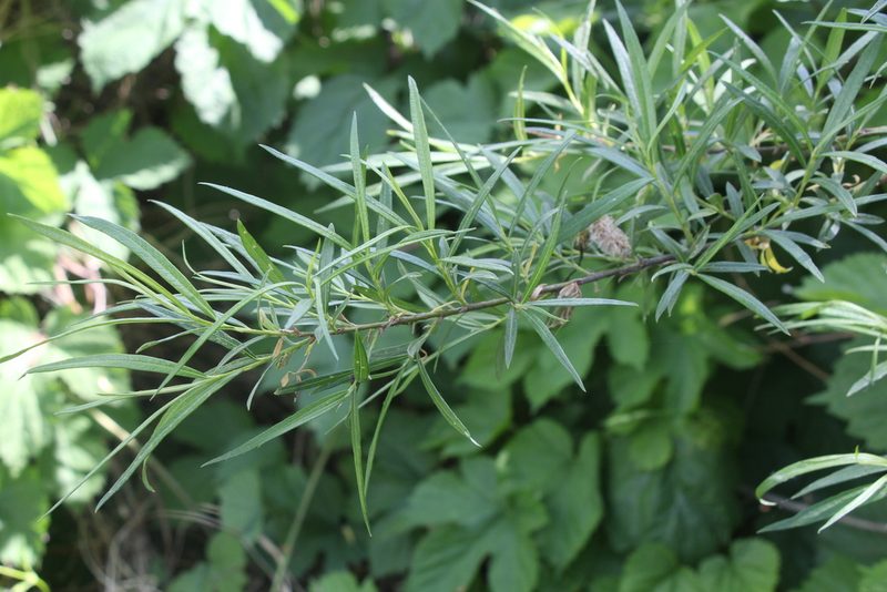 Salix viminalis, photographed by Liubov Ilminska