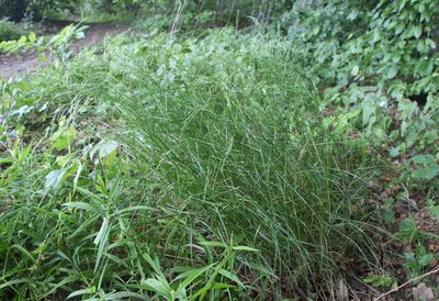 Poa nemoralis, photographed by Liubov Ilminska