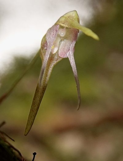 Pleurothallis tetragona, photographed by desertnaturalist