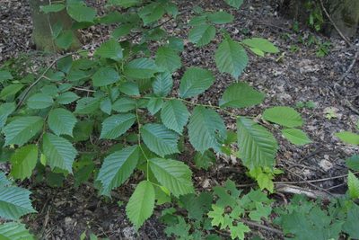 Ulmus glabra, photographed by Liubov Ilminska