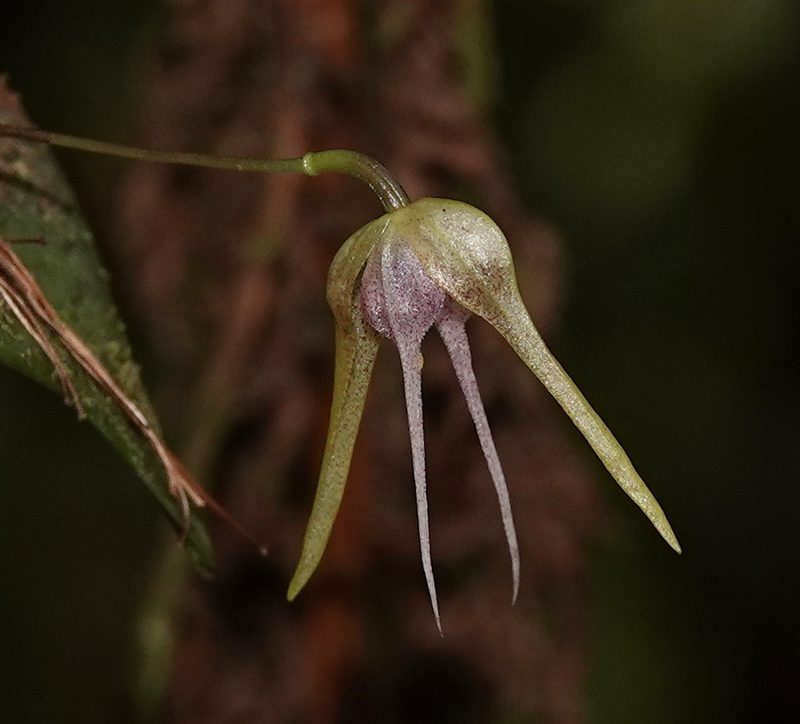 Pleurothallis tetragona, photographed by desertnaturalist