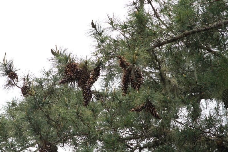 Pinus ayacahuite, photographed by harrier