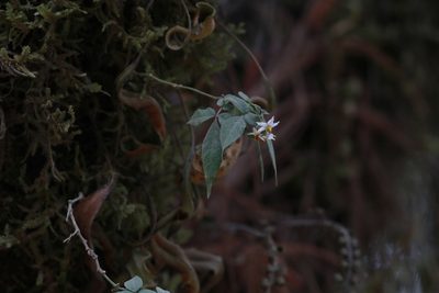 Solanum appendiculatum, photographed by harrier