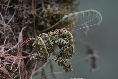 Pleopeltis polypodioides, photographed by harrier