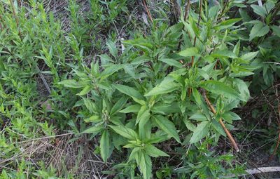 Eupatorium cannabinum, photographed by Liubov Ilminska
