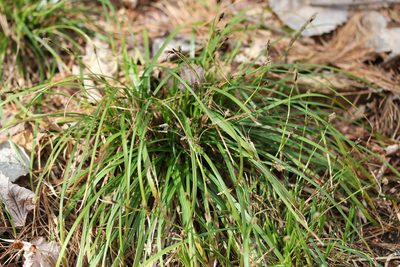 Carex pedunculata, photographed by Quinten Wiegersma