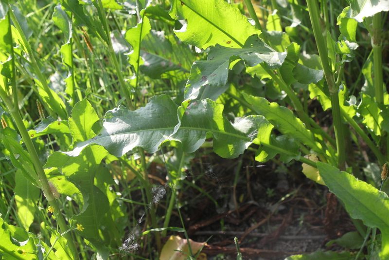 Rumex patientia, photographed by Liubov Ilminska
