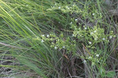 Thesium ramosum, photographed by Liubov Ilminska