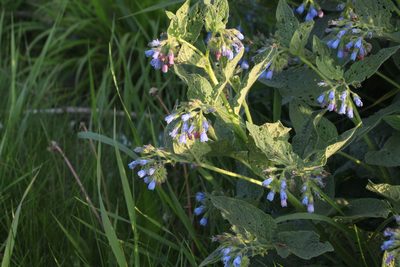 Symphytum caucasicum, photographed by Liubov Ilminska