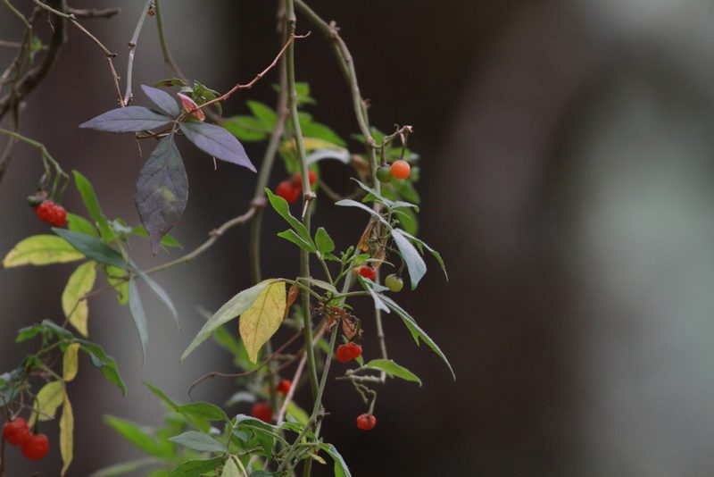 Solanum appendiculatum, photographed by harrier