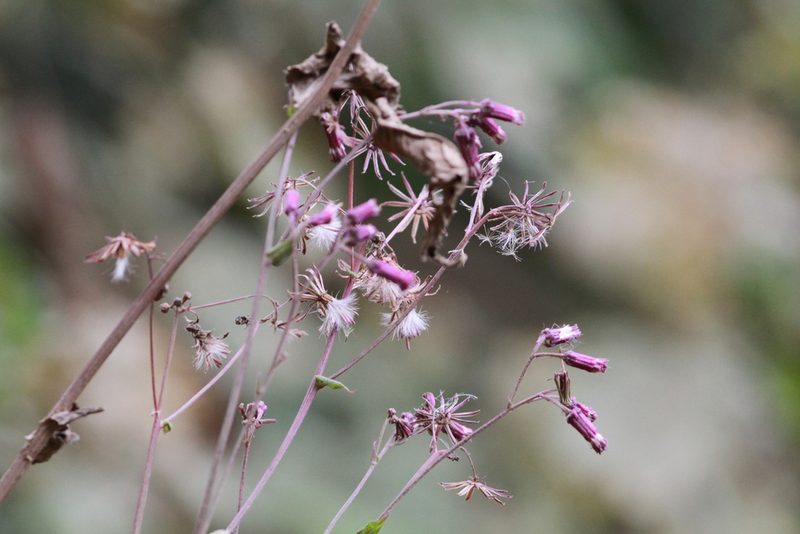 Senecio callosus, photographed by harrier
