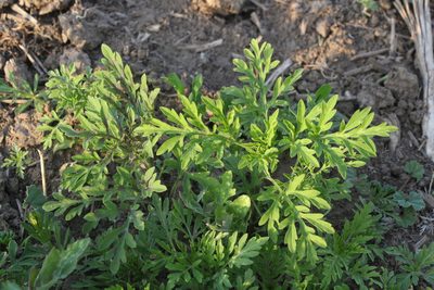 Ambrosia artemisiifolia, photographed by Liubov Ilminska