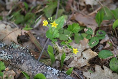 Waldsteinia fragarioides, photographed by Quinten Wiegersma