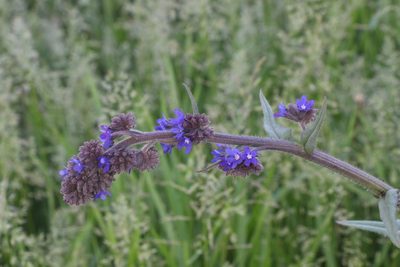 Anchusa officinalis, photographed by Liubov Ilminska