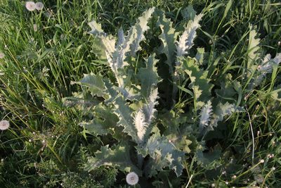Onopordum acanthium, photographed by Liubov Ilminska