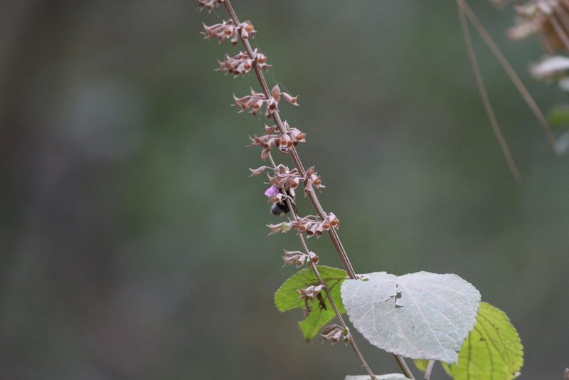 Salvia carnea, photographed by harrier