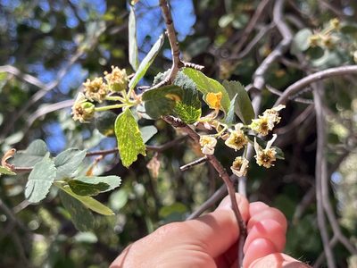 Amelanchier utahensis, photographed by markhl
