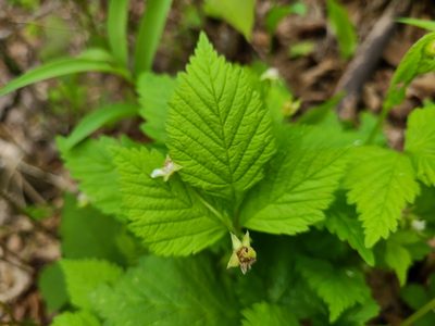 Rubus pubescens, photographed by Celina Waldron