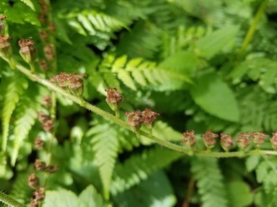 Tellima grandiflora, photographed by Jonathan Curley