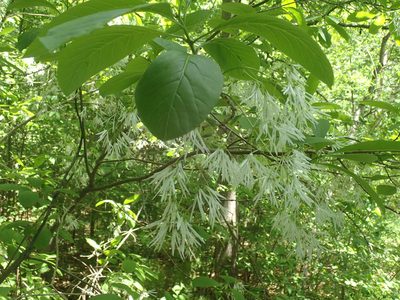 Chionanthus virginicus, photographed by John Baur