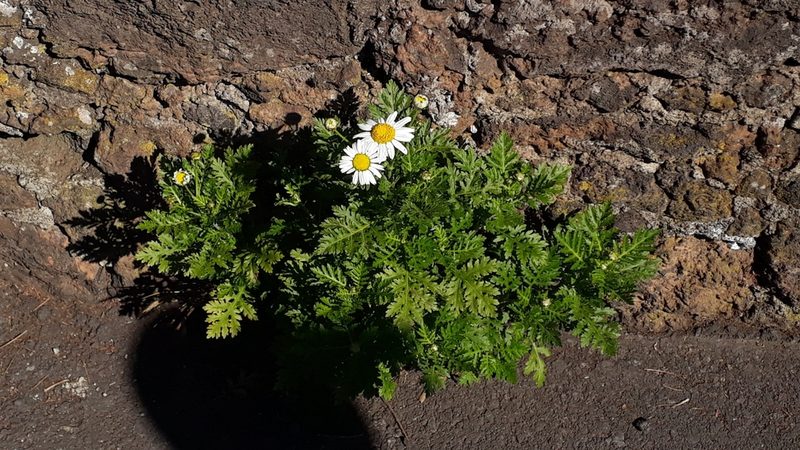 Argyranthemum broussonetii, photographed by Alessia Guggisberg