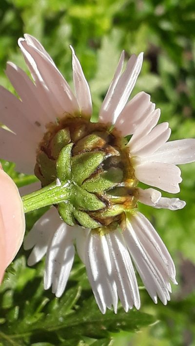 Argyranthemum broussonetii, photographed by Alessia Guggisberg