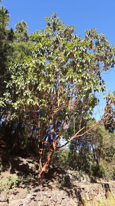 Arbutus canariensis, photographed by Alessia Guggisberg