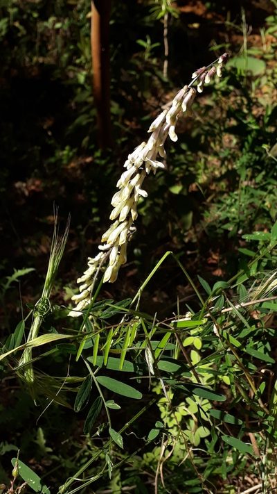 Vicia scandens, photographed by Alessia Guggisberg