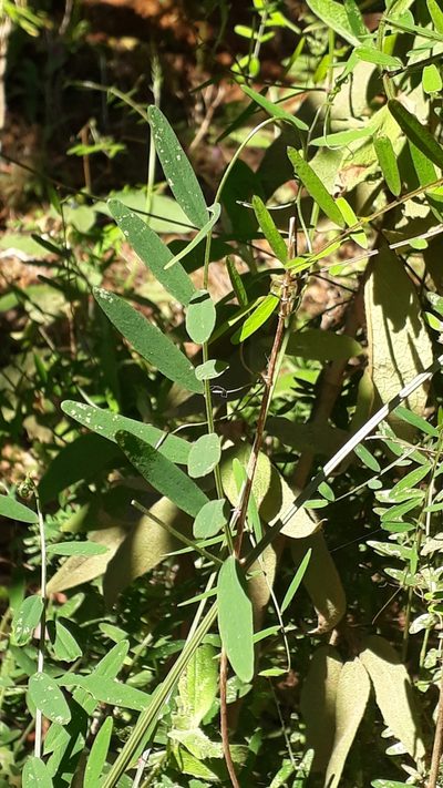Vicia scandens, photographed by Alessia Guggisberg