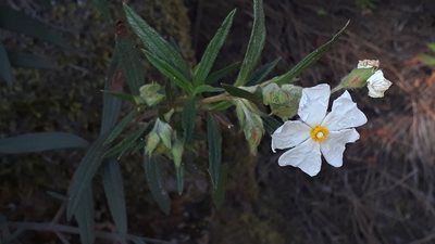 Cistus monspeliensis, photographed by Alessia Guggisberg
