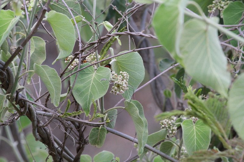 Ruehssia mexicana, photographed by harrier