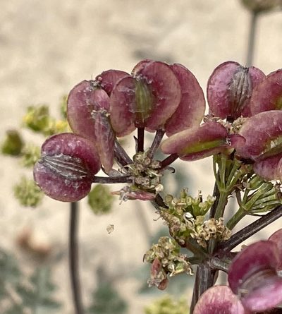 Lomatium parvifolium, photographed by Irene