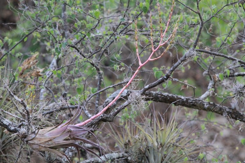 Tillandsia tehuacana, photographed by harrier