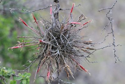 Tillandsia schiedeana, photographed by harrier