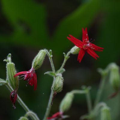 Silene virginica, photographed by Daniel S. Katz