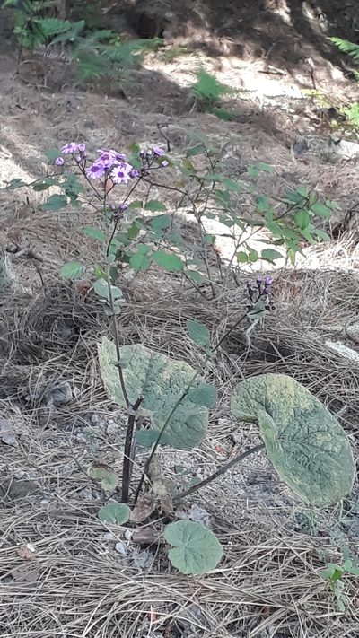 Pericallis cruenta, photographed by Alessia Guggisberg