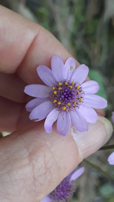 Pericallis cruenta, photographed by Alessia Guggisberg