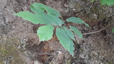 Castanea sativa, photographed by Alessia Guggisberg