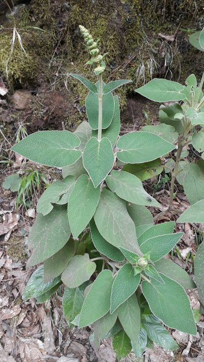 Sideritis canariensis, photographed by Alessia Guggisberg