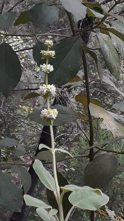Sideritis canariensis, photographed by Alessia Guggisberg