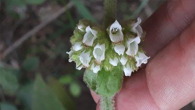 Sideritis canariensis, photographed by Alessia Guggisberg