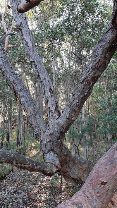 Eucalyptus squamosa, photographed by Petra Holland