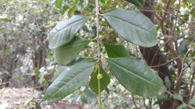 Picconia excelsa, photographed by Alessia Guggisberg
