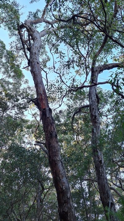 Eucalyptus squamosa, photographed by Petra Holland