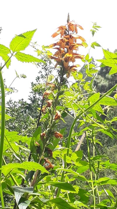 Digitalis canariensis, photographed by Alessia Guggisberg