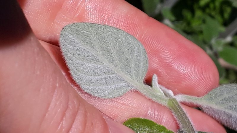 Bystropogon plumosus, photographed by Alessia Guggisberg