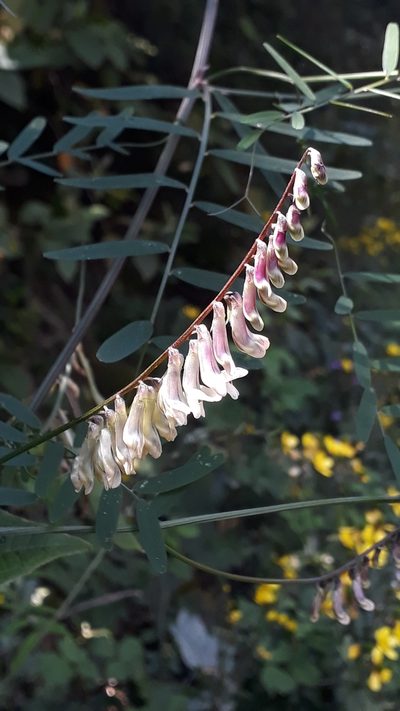 Vicia scandens, photographed by Alessia Guggisberg