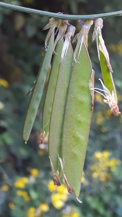 Vicia scandens, photographed by Alessia Guggisberg