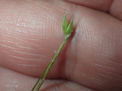 Carex debilis, photographed by John Baur