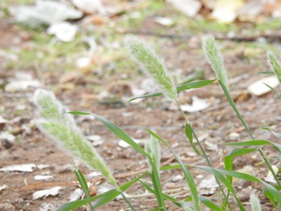 Polypogon monspeliensis, photographed by Rachel Stringham